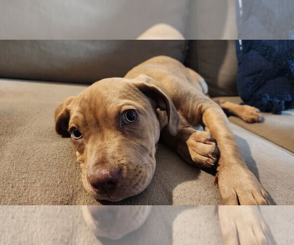 Medium Photo #16 American Pit Bull Terrier-Bulldog Mix Puppy For Sale in Raleigh, NC, USA