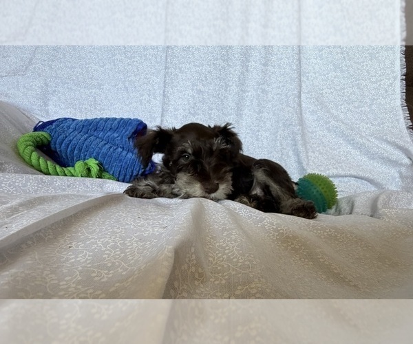 Medium Photo #1 Schnauzer (Miniature) Puppy For Sale in KNOX CITY, MO, USA