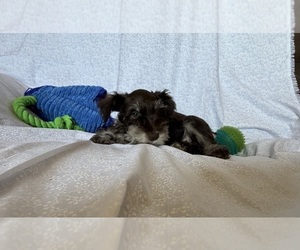 Medium Schnauzer (Miniature)