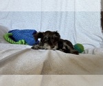Puppy Cash Schnauzer (Miniature)