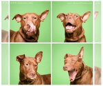 Small Photo #4 Doberman Pinscher-Labrador Retriever Mix Puppy For Sale in Blacklick, OH, USA