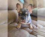 Small Photo #5 French Bulldog Puppy For Sale in POMPANO BEACH, FL, USA