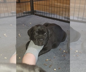 Cane Corso Puppy for Sale in CARL JUNCTION, Missouri USA