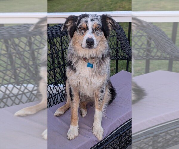 Medium Photo #1 Australian Shepherd Puppy For Sale in WEST UNION, OH, USA