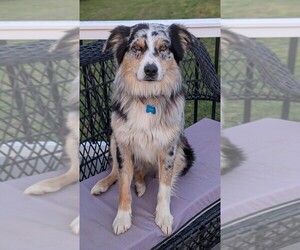 Father of the Australian Shepherd puppies born on 09/05/2026