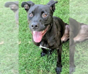 Mutt Dogs for adoption in Plano, TX, USA