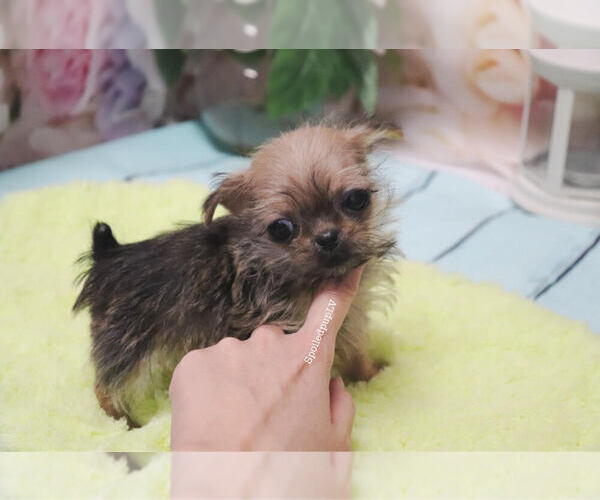 Medium Photo #3 Griffonshire Puppy For Sale in LAS VEGAS, NV, USA