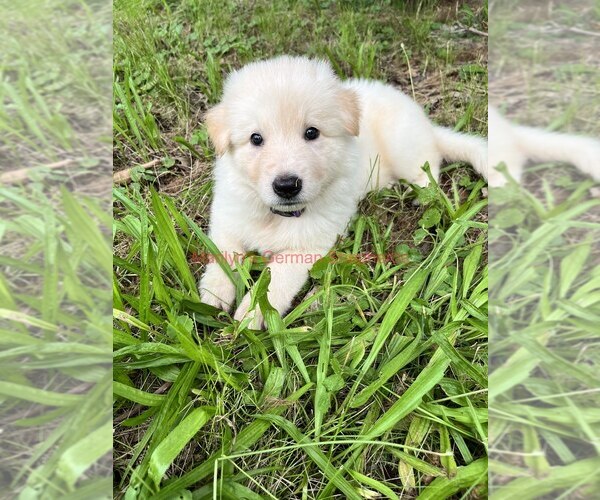 Medium Photo #8 German Shepherd Dog Puppy For Sale in PIEDMONT, MO, USA