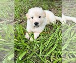 Small #7 German Shepherd Dog
