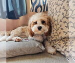Small Photo #1 Cavapoo (Miniature) Puppy For Sale in CEDAR CITY, UT, USA