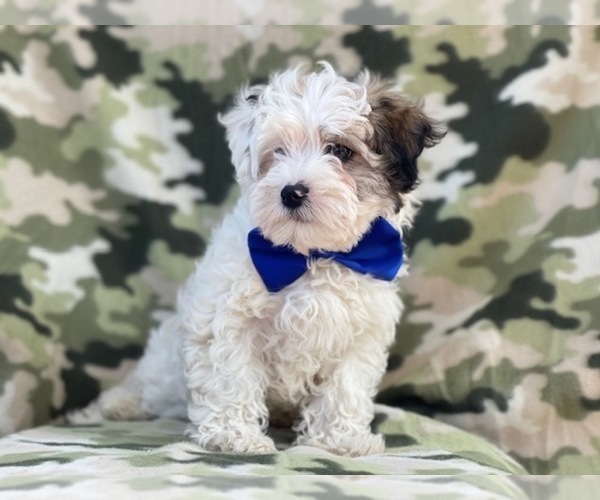 Medium Photo #5 Maltipoo Puppy For Sale in LAKELAND, FL, USA