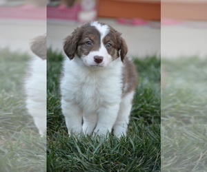 Border Collie Puppy for sale in HUNTERSVILLE, NC, USA
