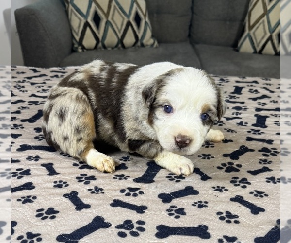 Medium Photo #1 Australian Shepherd Puppy For Sale in SALISBURY, NC, USA