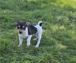 Small Photo #2 Rat Terrier Puppy For Sale in ELLENSBURG, WA, USA