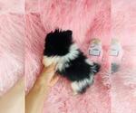 Small #11 Pomeranian