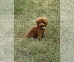 Small Photo #8 Maltipoo Puppy For Sale in WARSAW, IN, USA