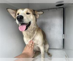 Siberian Husky-Unknown Mix Dogs for adoption in Houston, TX, USA
