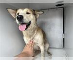Small Siberian Husky Mix