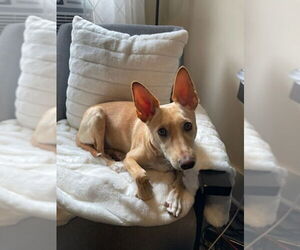 Chihuahua-Unknown Mix Dogs for adoption in Lake elsinore, CA, USA