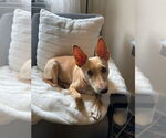 Small Chihuahua Mix