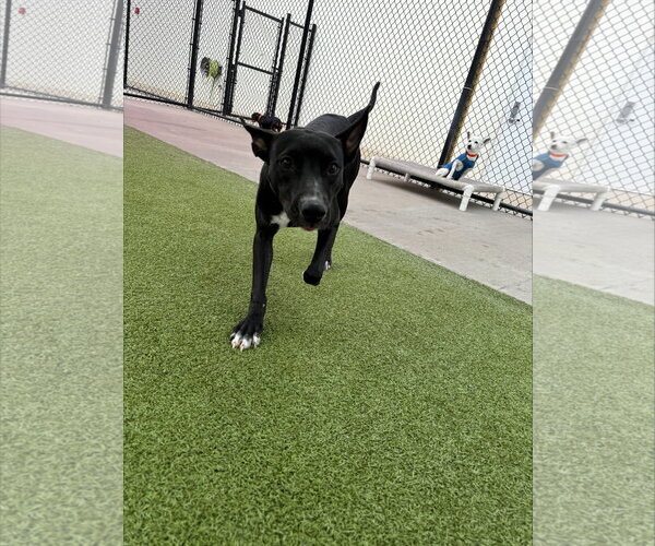 Medium Photo #6 Jack Russell Terrier-Labrador Retriever Mix Puppy For Sale in Princeton, MN, USA