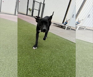 Jessi *Arriving 2/20* - Female Jack Russell Terrier-Labrador Retriever Mix Dog for Adoption - Photo #6
