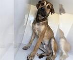Small Black Mouth Cur