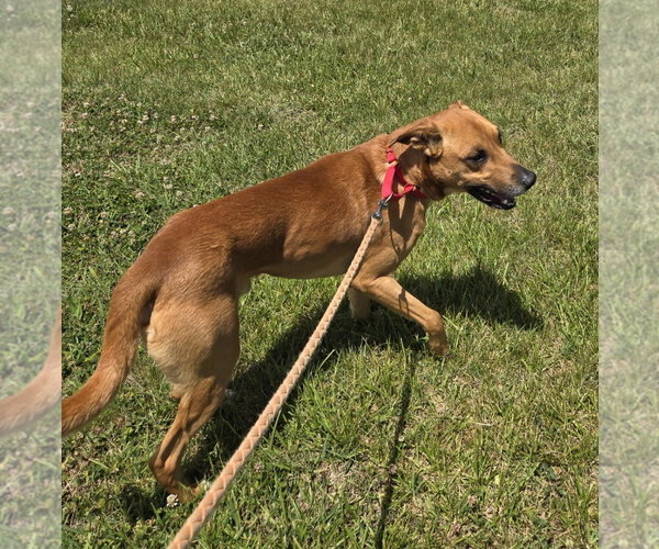 Medium Photo #11 Mutt Puppy For Sale in Rustburg, VA, USA