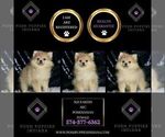 Small #1 Pomeranian