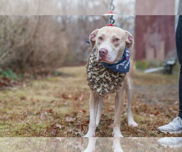 Medium Photo #7 Mutt Puppy For Sale in Oak Bluffs, MA, USA