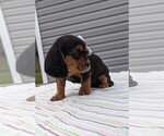 Small Photo #5 Basset Hound-Cavalier King Charles Spaniel Mix Puppy For Sale in DUNNVILLE, KY, USA