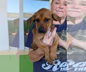 Rita (NY-Sarah) - Female Labrador Retriever-Unknown Mix Dog for Adoption - Photo #3