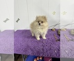 Small Photo #4 Pomeranian Puppy For Sale in MACON, GA, USA