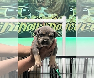American Bully Dog for Adoption in BAYVILLE, New Jersey USA