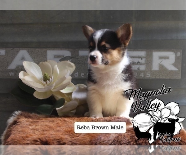 Medium Photo #2 Pembroke Welsh Corgi Puppy For Sale in FORT VALLEY, GA, USA