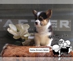 Small Photo #2 Pembroke Welsh Corgi Puppy For Sale in FORT VALLEY, GA, USA