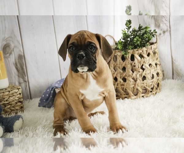 Medium Photo #3 Boxer Puppy For Sale in SHIPSHEWANA, IN, USA