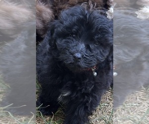 Maltipoo (Miniature) Dog for Adoption in VENETA, Oregon USA