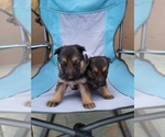Small Photo #11 German Shepherd Dog Puppy For Sale in ALBUQUERQUE, NM, USA