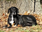 Small Photo #1 Great Dane Puppy For Sale in RICHLAND, MO, USA