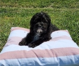 Cavalier King Charles Spaniel-Cavapoo Mix Puppy for sale in HAMPTON, VA, USA