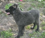 Small #9 German Shepherd Dog