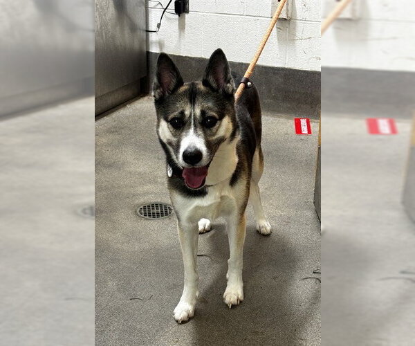 Medium Photo #1 Siberian Husky-Unknown Mix Puppy For Sale in Forestville, MD, USA