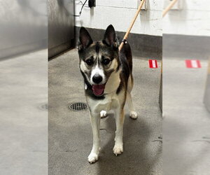 Siberian Husky-Unknown Mix Dogs for adoption in Forestville, MD, USA
