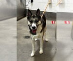 Small Siberian Husky Mix