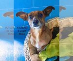 Small Chihuahua Mix