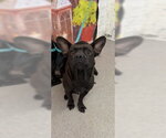 Small Chihuahua Mix