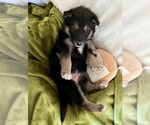 Small Photo #3 German Shepherd Dog-Siberian Husky Mix Puppy For Sale in PERRIS, CA, USA