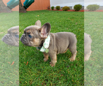 Small Photo #4 French Bulldog Puppy For Sale in MARYSVILLE, WA, USA