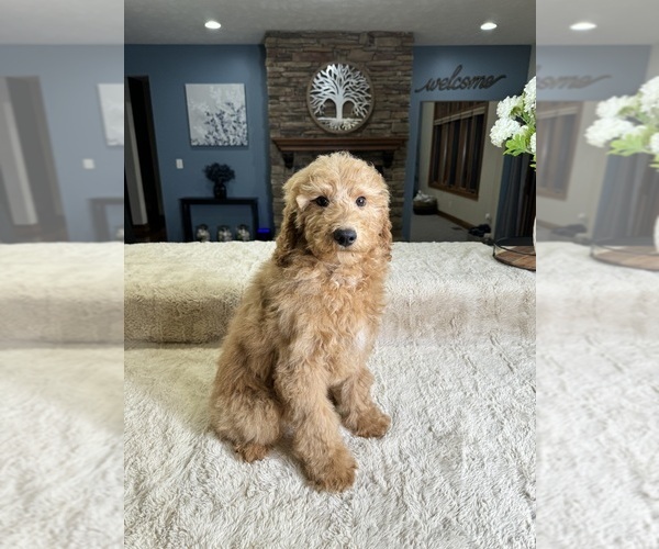 Medium Photo #4 Goldendoodle (Miniature) Puppy For Sale in GREENFIELD, IN, USA